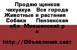 Продаю щенков чихуахуа - Все города Животные и растения » Собаки   . Пензенская обл.,Мокшанский р-н